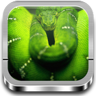 Serpientes y reptiles أيقونة