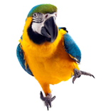 Parrots 3 game puzzle