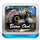 APK Barn Owl Sound