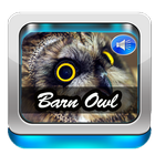 Barn Owl Sound icône