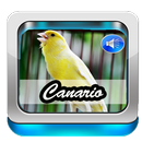 Canto Canario Belga APK