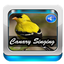 Canary Singing Birds Sounds APK