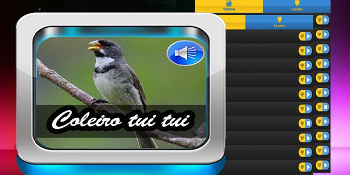 Baixar Canto Coleiro Tui Tui Ensine Seu Filhote Canto De Coleiro Tui Tui Para Android Apk Baixar