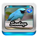 Cantos De Sanhaco Violino APK