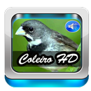 Canto De Coleiro TuiTui ZelZel APK