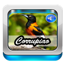 Canto Do Corrupiao Mateiro APK