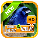 CANTO DO PÁSSARO AZULÃO APK