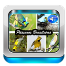 Canto Do Passaros Brasileiros APK