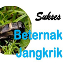 Ternak Jangkrik APK