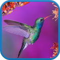 Hummingbird Live Wallpaper