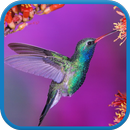 Hummingbird Live Wallpaper aplikacja