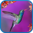 Hummingbird Live Wallpaper アイコン