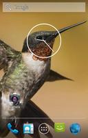 Hummingbird Live Wallpaper الملصق