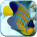 Ocean Fish Live Wallpaper aplikacja
