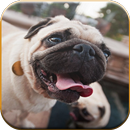 Pug Dog Live  Wallpaper APK