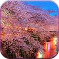 Sakura Live Wallpaper