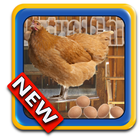Virtual Chicken icono