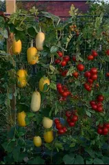 Smart Gardening Ideas APK download