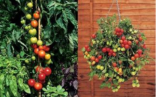 Smart Gardening Ideas اسکرین شاٹ 2