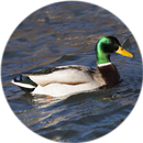 Actual Advice Mallard APK