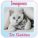 imagenes de gatitos APK