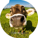 牛のロック画面 APK
