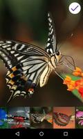 Butterfly Lock Screen Pro اسکرین شاٹ 2