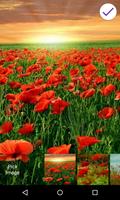 Poppies Lock Screen poster