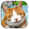 Sonidos de gatos APK