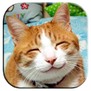 APK Cat sounds
