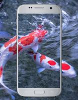 Fish Koi Wallpaper capture d'écran 3
