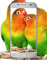 Love Bird Cute Wallpaper 스크린샷 1