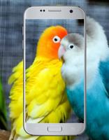 Love Bird Cute Wallpaper ภาพหน้าจอ 2