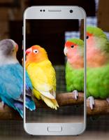 Love Bird Cute Wallpaper 截圖 3