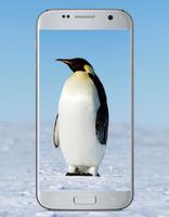 Penguin Cute Wallpaper Affiche