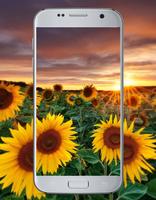 Sunflower Park Wallpaper ảnh chụp màn hình 2