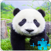 Panda Jigsaw Puzzles + Games P