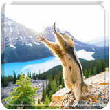Pretty AnimalsJigsaw Puzzles icono