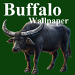 Buffalo Wallpaper