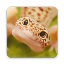 Gecko Reptile Wallpaper APK
