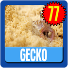 Gecko Wallpaper HD Complete icône