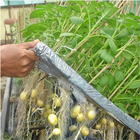 Bertanam Kemangi Hidroponik icône