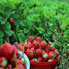 Penanaman buah strawberry icon