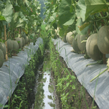 Tips petani tanaman melon biểu tượng