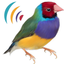 Oiseaux Appels Sons Gratuit APK