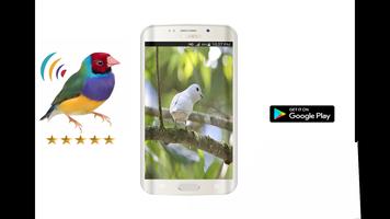 Oiseaux Appels Sons Gratuit poster