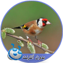 اصوات طائر الحسون بدون نت MP3 APK