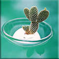 Cactus Lock Screen