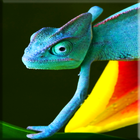 Chameleon Lock Screen 图标