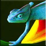 Chameleon Verrouiller l'écran icône
